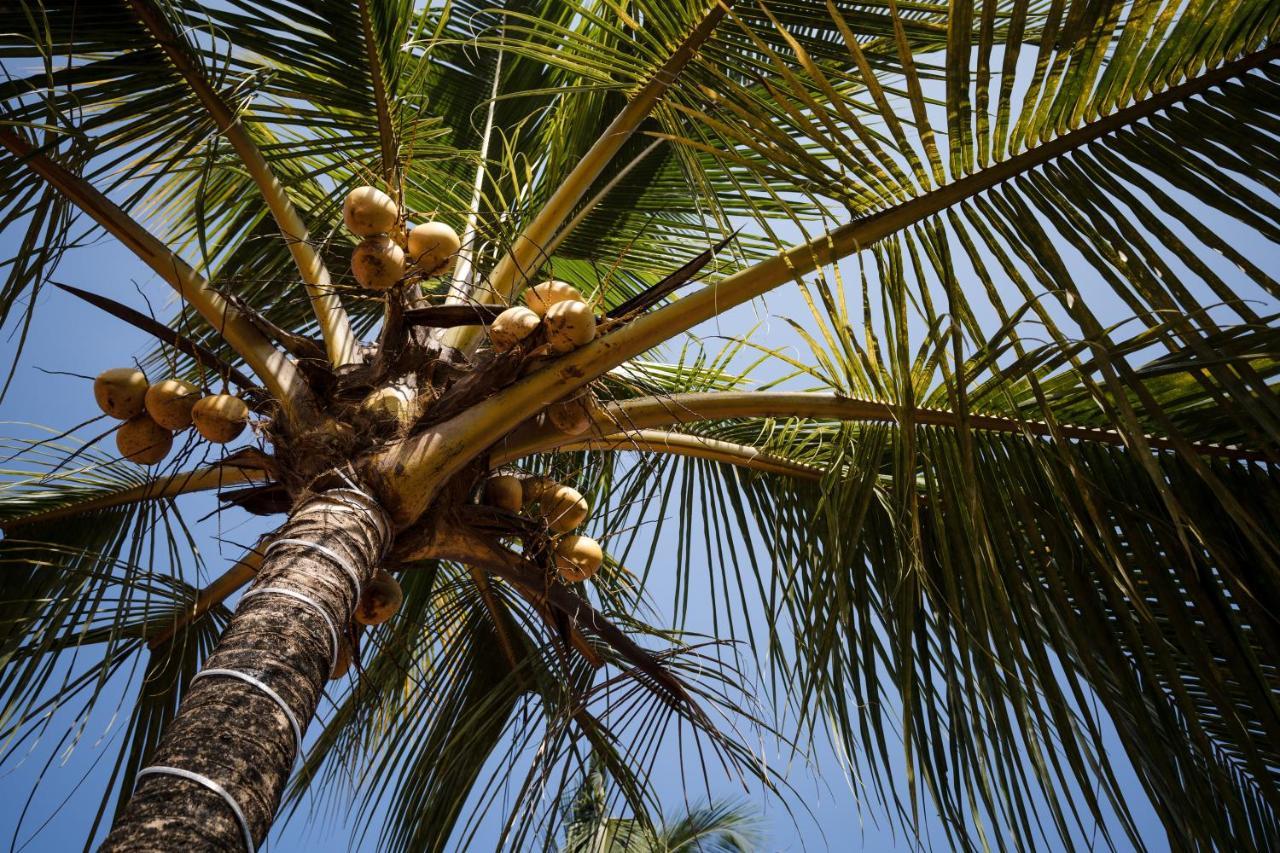 Leoney Resort Goa Vagator Eksteriør bilde